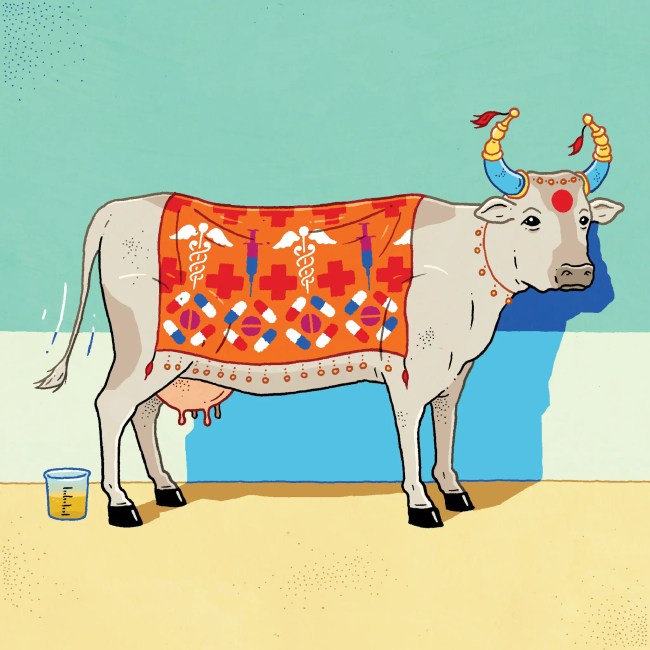 Cow with urine.